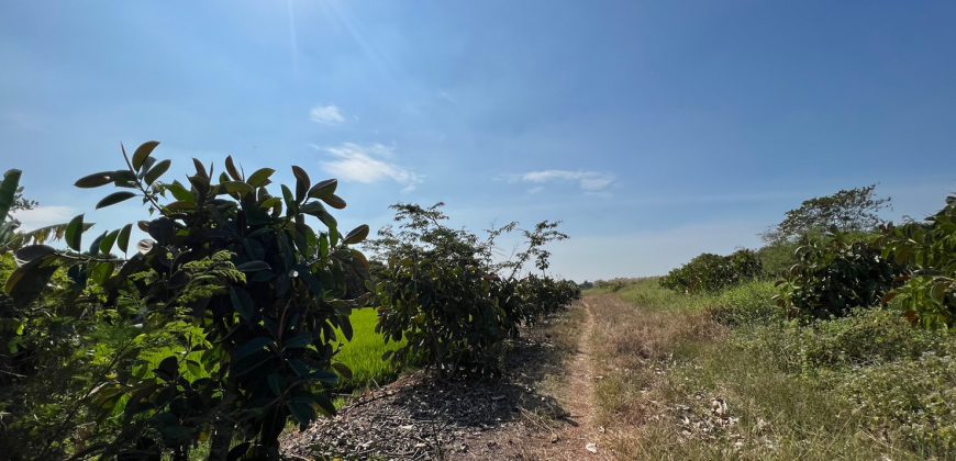 ที่ดินเปล่า ติดถนนเข้าซอยและใกล้ถนนใหญ่ ซอยวัดลาดปลาดุก นนทบุรี